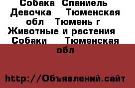 Собака. Спаниель. Девочка. - Тюменская обл., Тюмень г. Животные и растения » Собаки   . Тюменская обл.